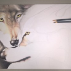 A new wolf drawing I am working on (Artist: ER Hobkirk, 2016)