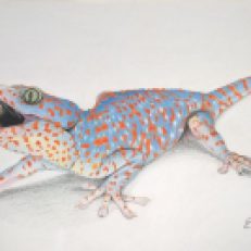 Gecko (Artist: ER Hobkirk, 2015)